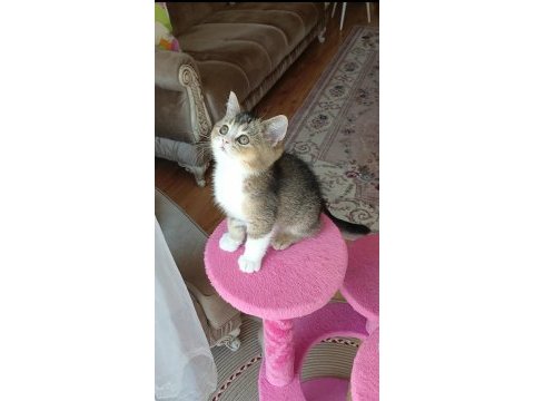 İki erkek kardeş bilek golden 65 günlük kedimiz