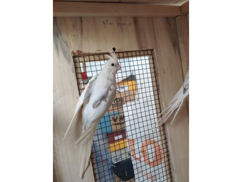 4 aylık civarı sultan papağanları