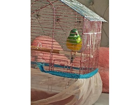 Şarkıcı paraket papağanı (noephema pulchella)