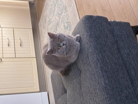 British shorthair sağlıklı