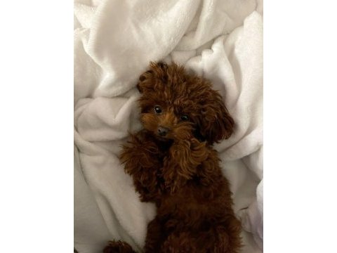 Toy poodle bebek köpekler