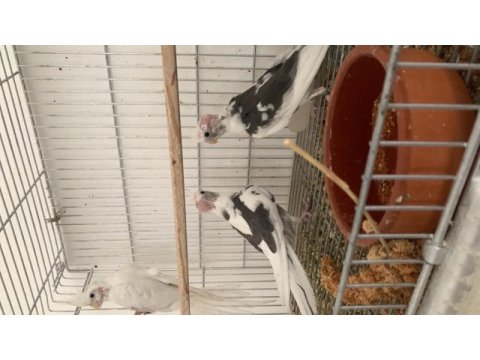 Bebek yeni düşmüş sultan papağanları