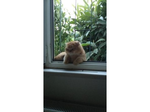 Scottish fold 1.3 yaşında