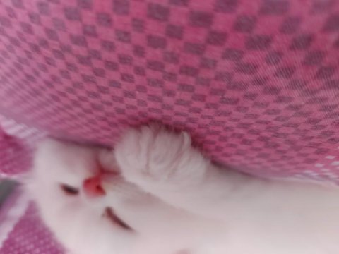 Scottish fold oğlumuz yeni yuvasını arıyor