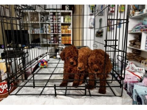 Toy poodle kırmızı bebekler