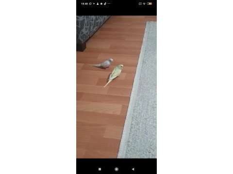 2 tane muhabbet kuşu yavru