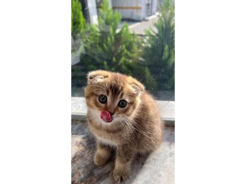 Kusursuz güzellik scottish fold yavrular