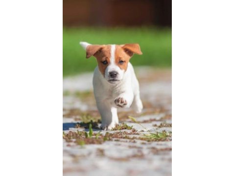 Kısa bacak jack russell yavruları