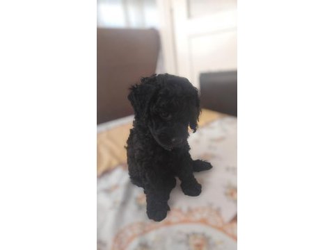 Toy poodle siyah