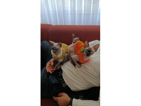 Sfenks ailesi
