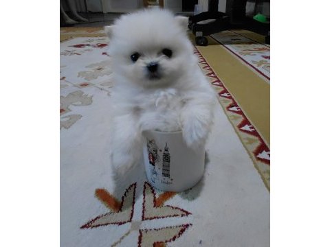 Pomeranian minik surat