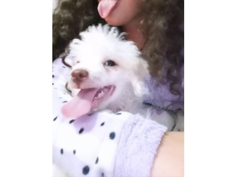 Beyaz maltipoo köpeği
