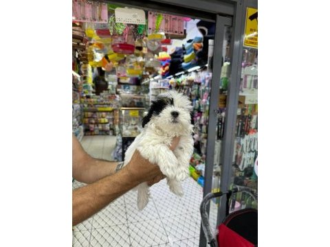 Orijinal maltese terrier bebeklerimiz
