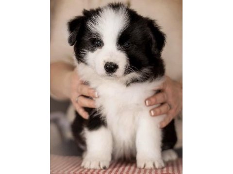 A kalite border collie yavrular