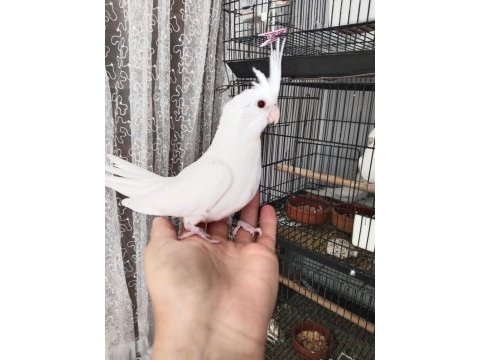 İster tek ister toplu albino sultan papağanı