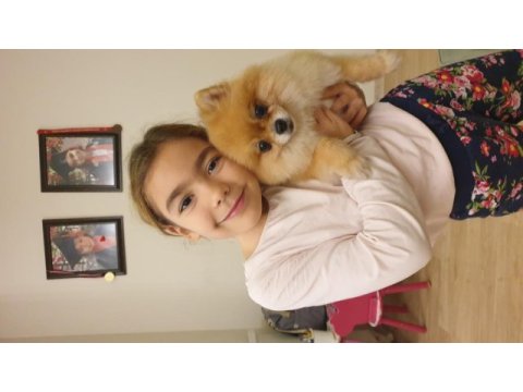 Pomeranian boo ile spitz kırma yavrular 2,5 aylık
