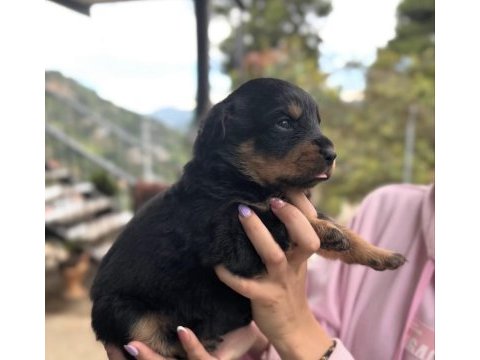 Rottweiler saf ırk harika bebek
