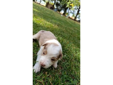 Ev üretimi border collie yavruları