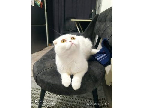 Scottish fold 2 yaşında dişi