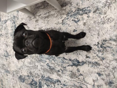 Pug kızımız dora