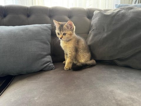 Yavru kedi