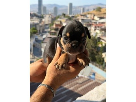 Egzotik fransız bulldog yavrularımız