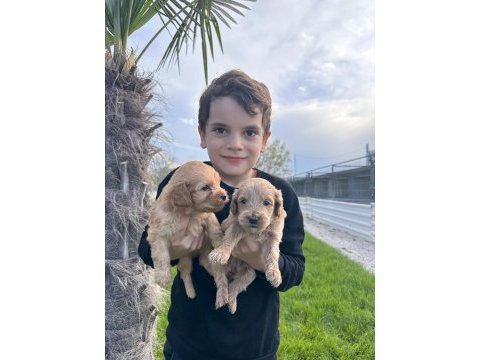 Toy poodle yavrular