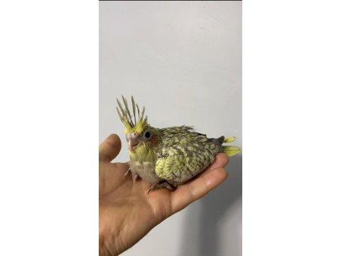 Çok güzel bebek sultan papağanlar
