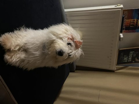 Maltese terrier kızım mila