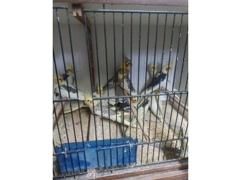 Piet lotino yavru ve kızma sultan papağanı