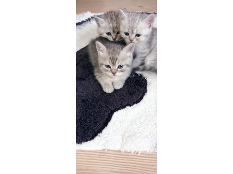 2 adet british shorthair silver grey yavru 45 günlük