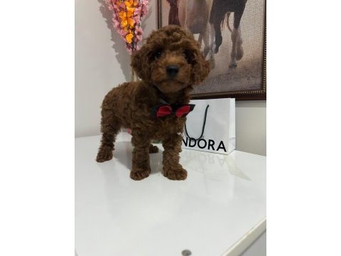 Poodle yavrum
