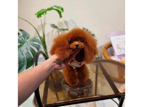 Bu poodle annenin yavrularından isteyen yazsın