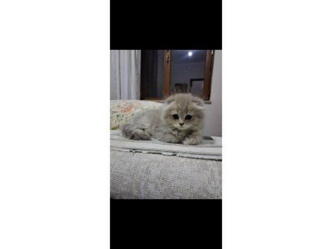 Scottish fold yavrularımız yeni yuvalarına gitmeye hazır