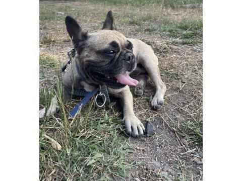 Acil yerim olmadığı için french bulldog