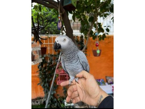 Hazır konuşan jako çok güzel konuşuyor