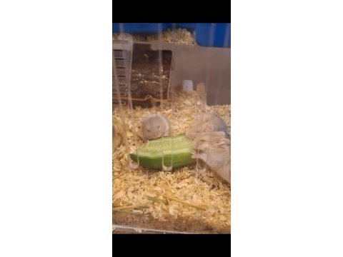 Ele alışık, sağlıklı gonzales hamster yavruları