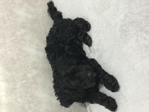 Maltipoo 2 yaşında