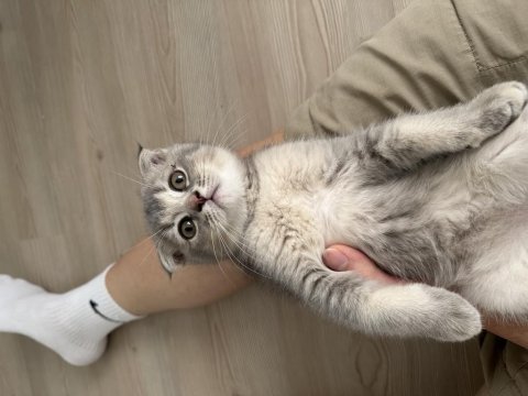 Scottish fold kedilerimiz