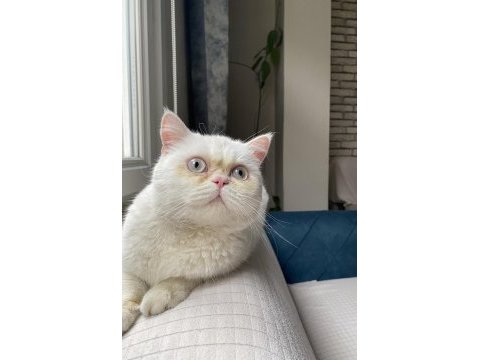 Erkek british shorthair kedimiz