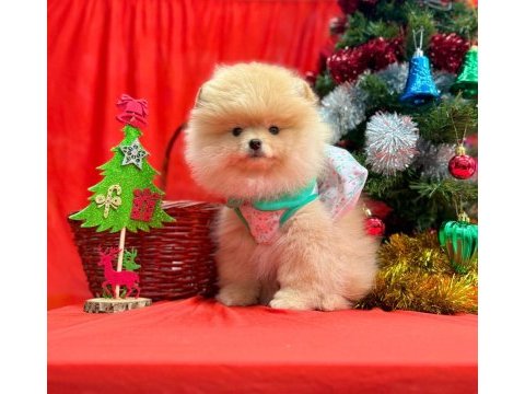 Safkan pomeranian boo yavrularımız