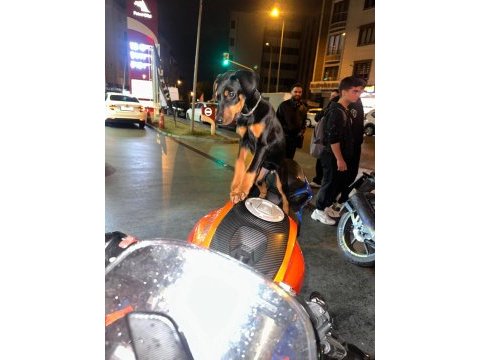 Uyguna doberman sahiplendireceğim