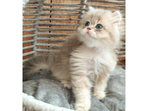 British longhair safkan
