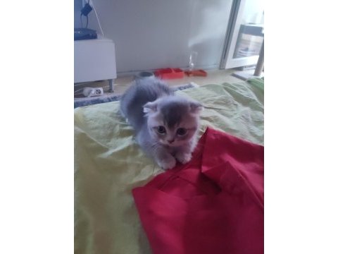 5 mayıs doğumlu scottish fold