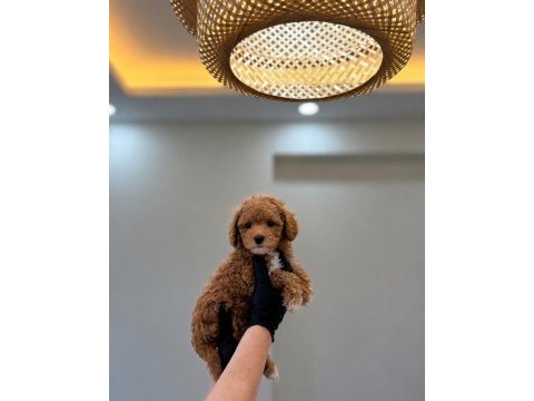 Premium güzellik toy poodle