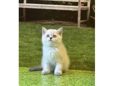 Güzeller güzeli british shorthair yavrularımız 