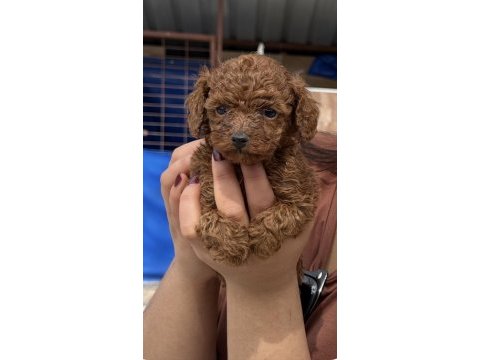 Toypoodle sevimli yavrular ruhsatlı çiftlik 
