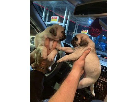 Muhteşem pug mops bebekler