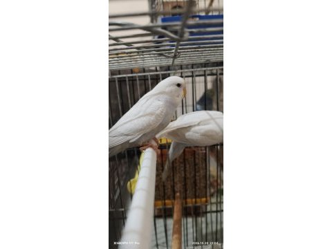 Sağlıklı muhabbet kuşları ister toplu ister tek tek