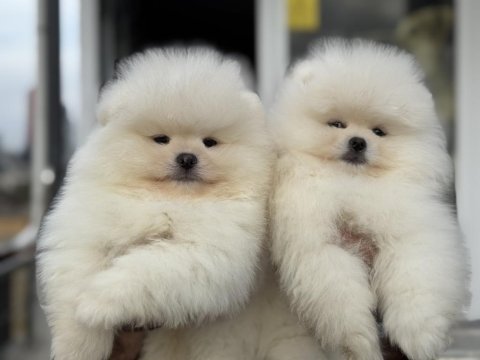 Yarışma düzeyinde teddy face pomeranian yavrularımız
